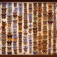 Word Mystery: butterfly / mariposa / papillon / farfalla